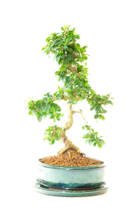 Lush, deep green glossy leaves with pretty white flowers during summer months