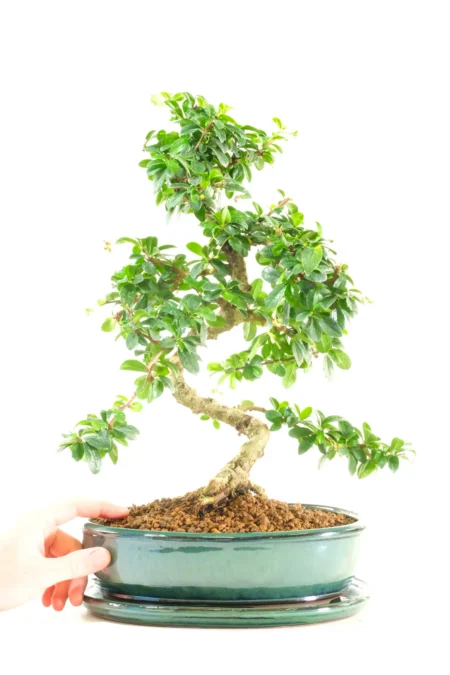 Characteristic Flowering Indoor Carmona Bonsai with Exquisite Root Design