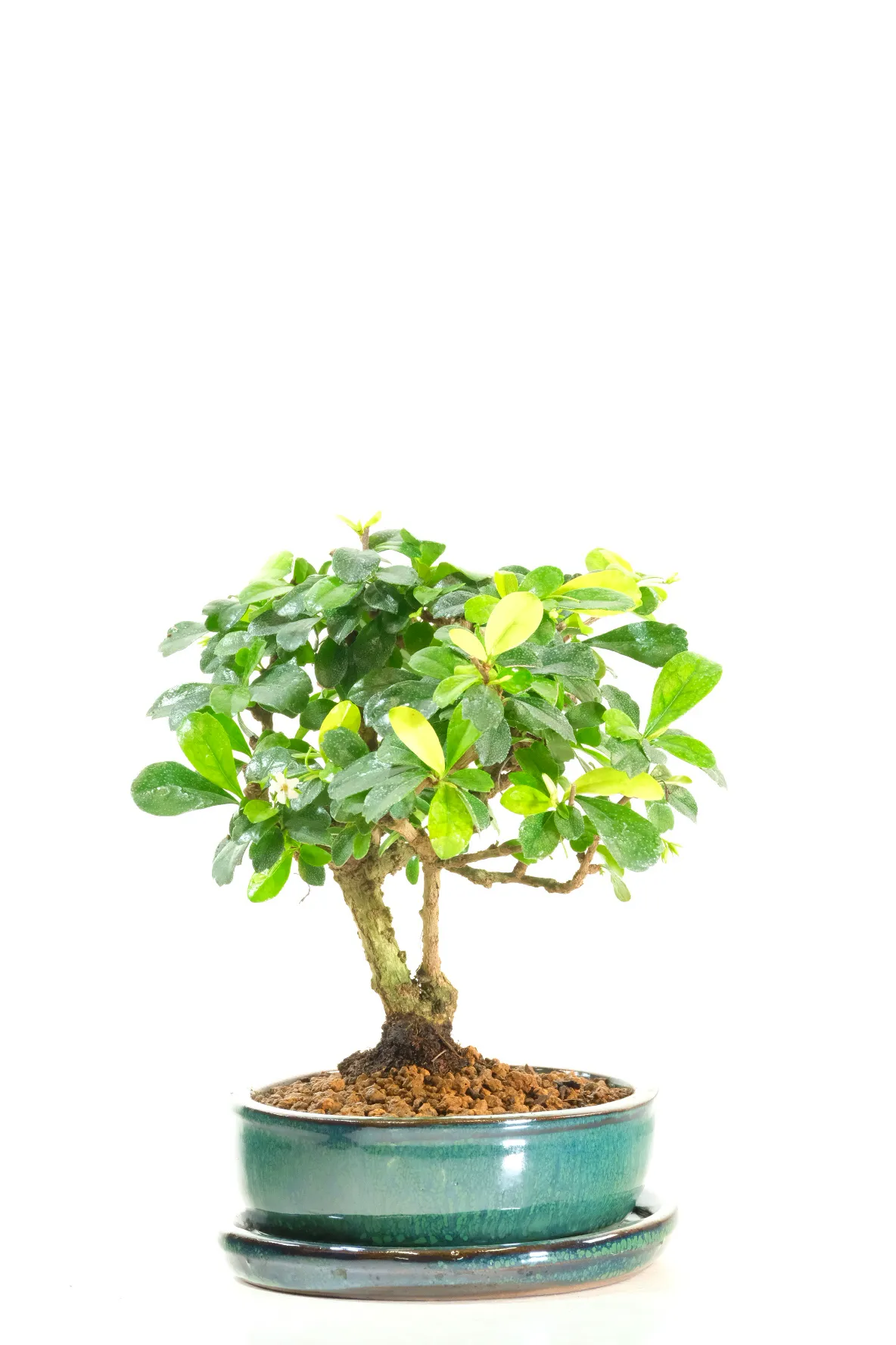 Gorgeous foliage canopy which grows dainty flowers in summer months