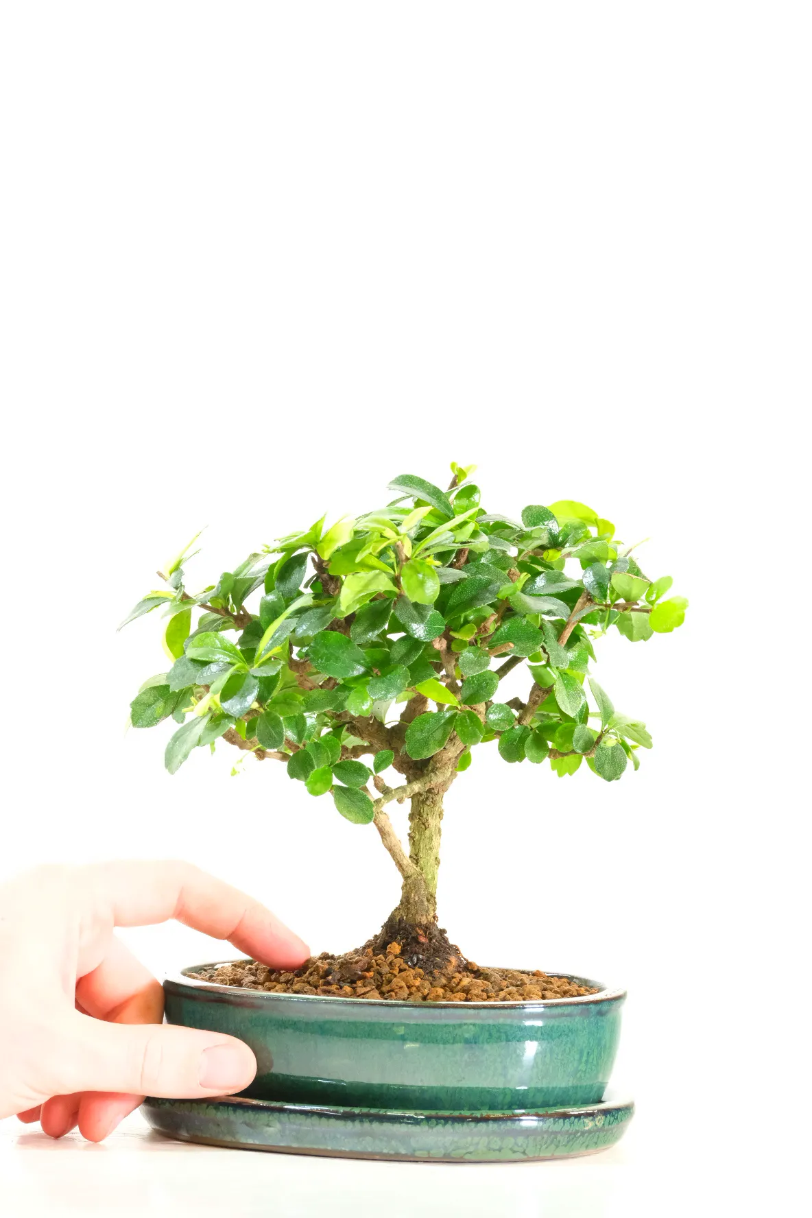 Comes potted in a forest green pot with matching drip tray - Delivery across the UK is FREE on a next working day service!