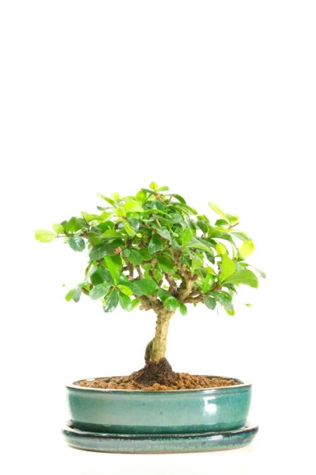 Miniature Bonsai | Woodland-Style Flowering Indoor Fukien Tea Tree Bonsai