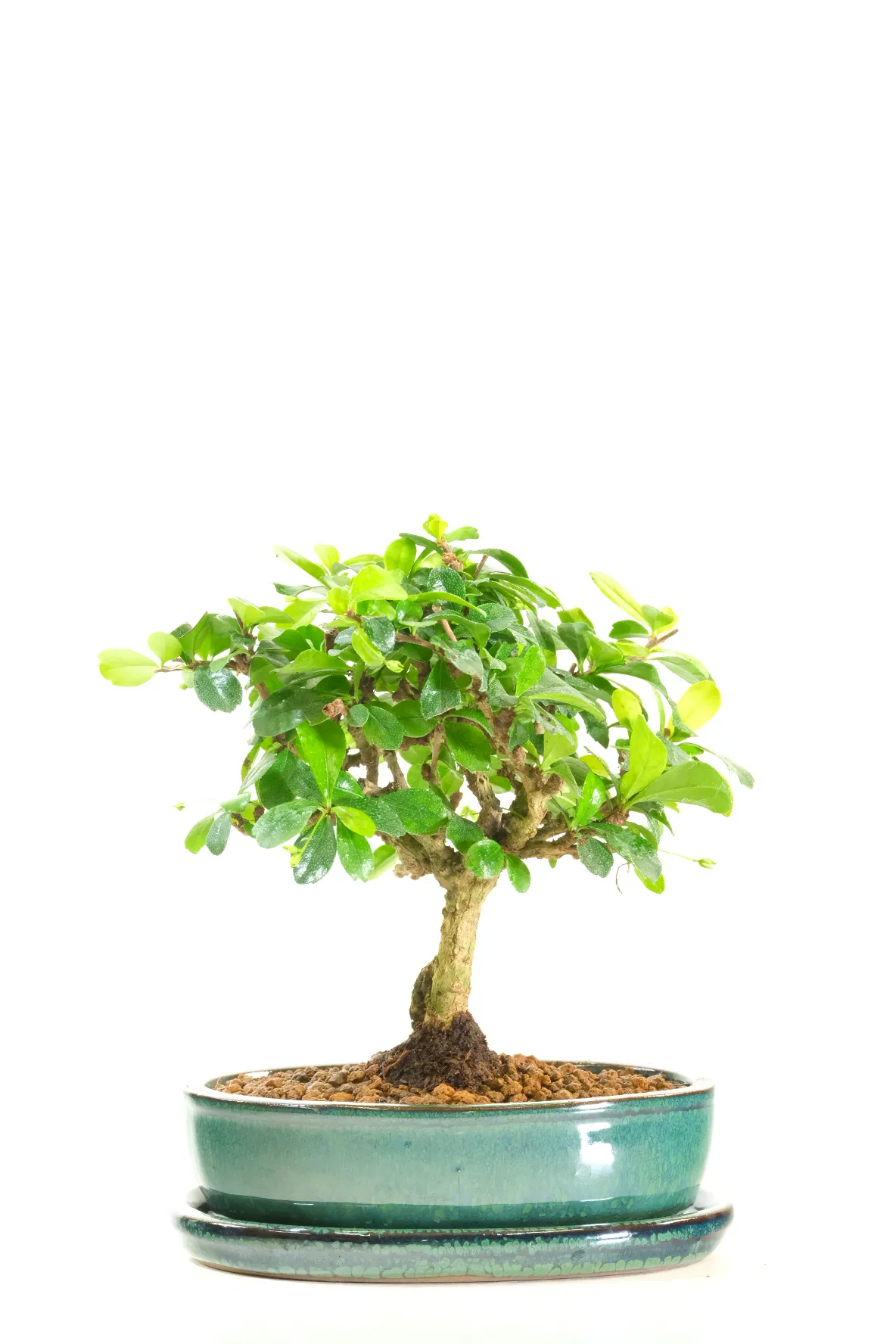 Miniature Bonsai | Woodland-Style Flowering Indoor Fukien Tea Tree Bonsai