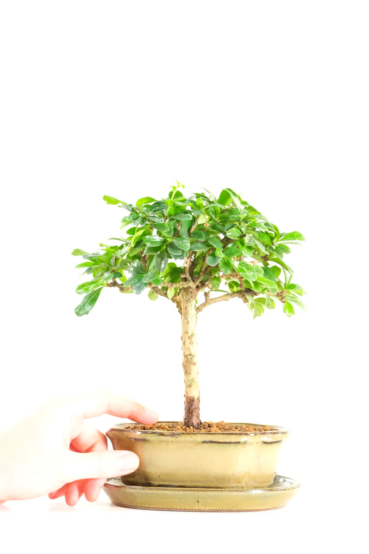Comes potted in an olive green ceramic pot with matching drip tray and FREE UK delivery!
