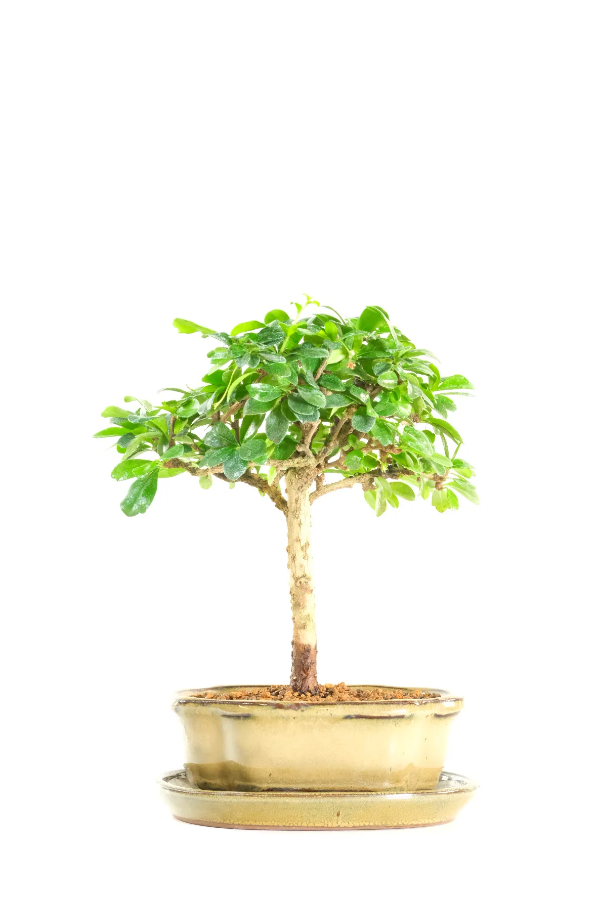 Pretty upright styling with a lush canopy on top - dainty white flowers will grow throughout warmer months!