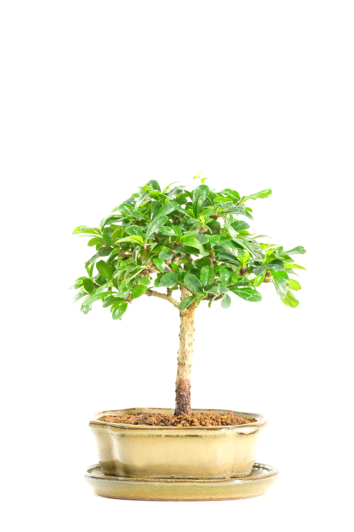 Fukien Tea Bonsai Tree: Summer White Flowers and Upright Styling