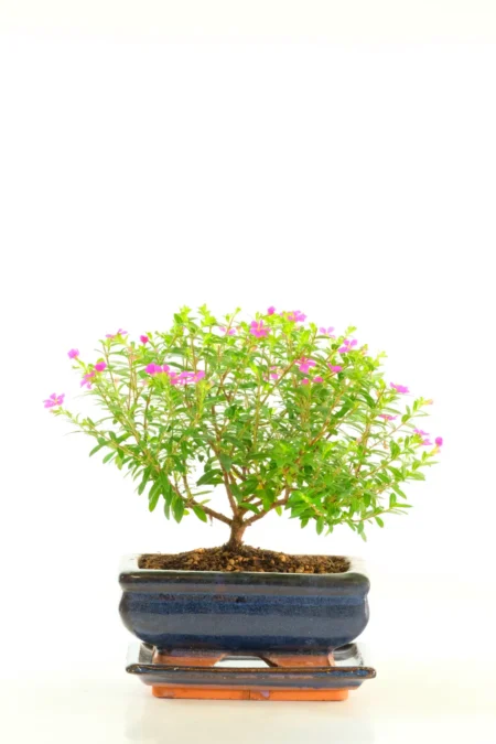 Cuphea Evergreen: A Charming Indoor Tree Adorned with Pretty Purple Blossoms