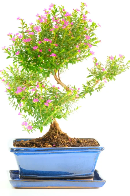 Spectacular Indoor Cuphea Bonsai with Beautiful Purple Blossom Potted in a Cerulean Pot