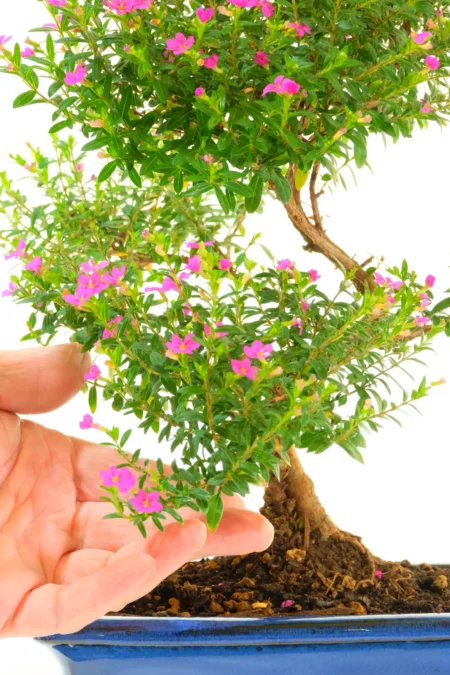 Close up of the hot pink Cuphea flowers