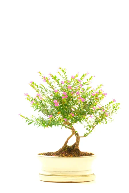 Free Flowering Cuphea hyssopifolia Indoor Bonsai for Beginners with Pink-Purple Flowers