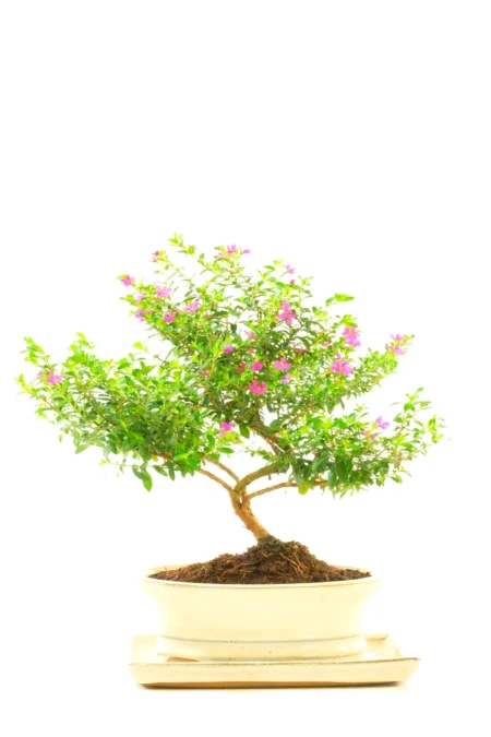 Twisting Style Cuphea Flowering Bonsai Tree | 6-Year-Old Cute Dwarf Bonsai for Indoors