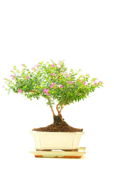 Prolific Summer Purple Blossom Indoor Bonsai - Symbolises Good Luck & Wishes That Come True