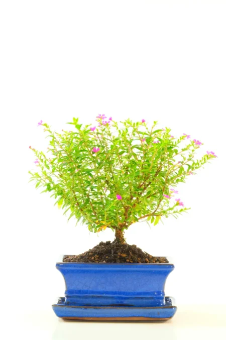 Flowering Cuphea Bonsai Tree in Sleek Blue Pot
