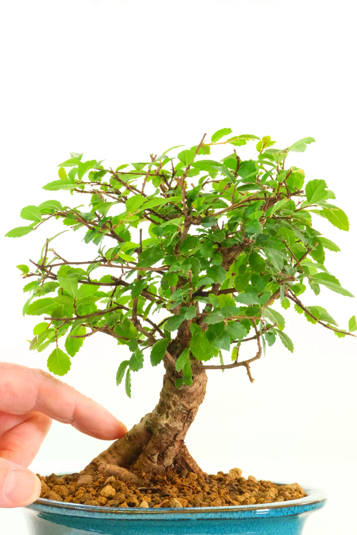 Artistic Chinese Elm Bonsai with Powerful Trunk & Balanced Canopy