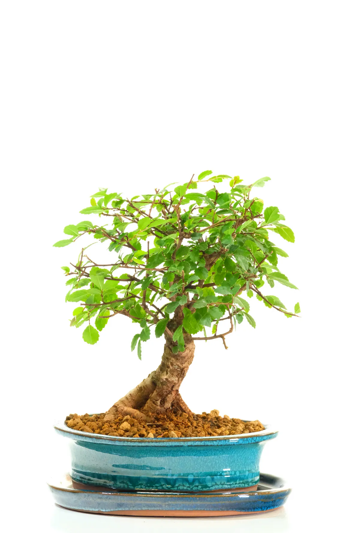 Perfect Beginners Bonsai | Dwarf Chinese Elm Bonsai with Neat Habit - Premium Pot & Tray