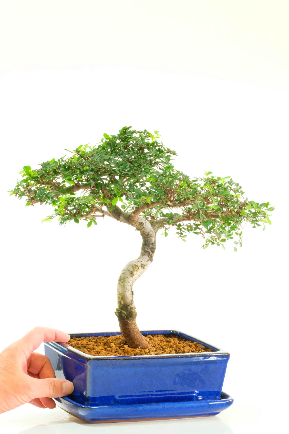 Neat literati style Chinese Elm Bonsai for sale
