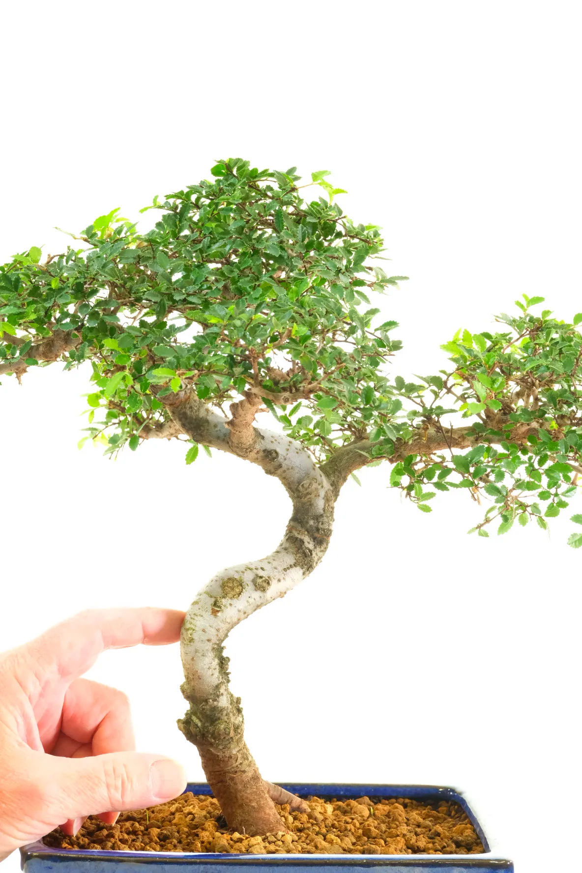 This is a Premium Range bonsai, and the tree shown is the exact tree you will receive.