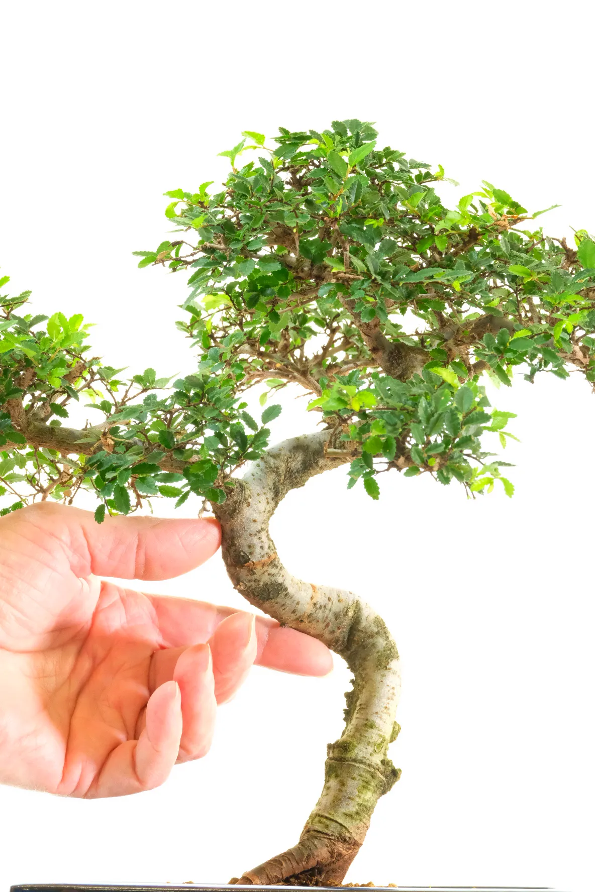 Superb S-Shaped Chinese Elm Bonsai with Fantastic Foliage Pads