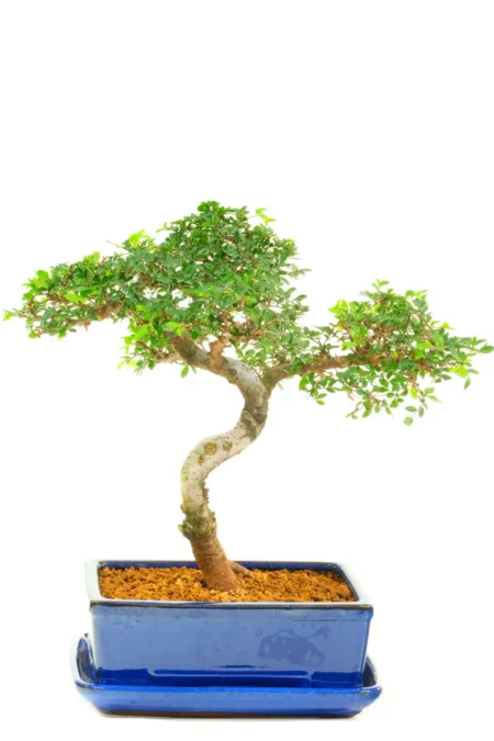 Twisty Powerful Chinese Elm Bonsai – Beginners Elm Bonsai