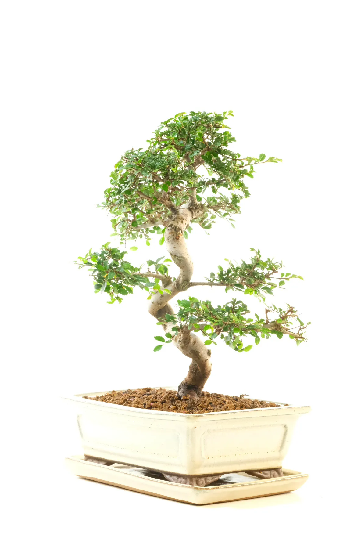 Very easy beginners bonsai - looking stunning