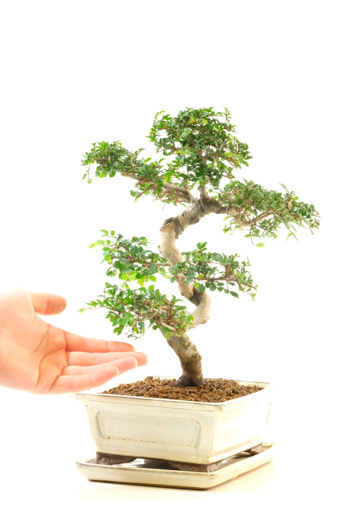 Miniature Chinese Elm Bonsai