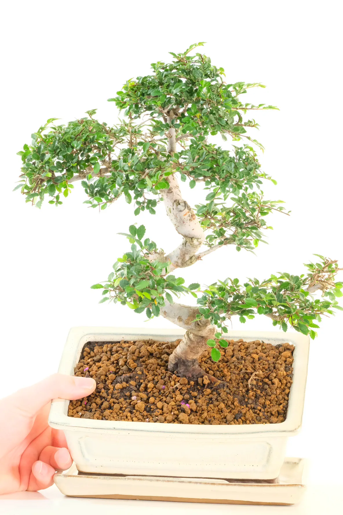 Beautiful s-shaped trunk with full branches