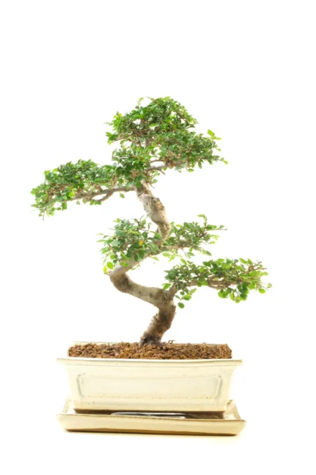 Miniature Chinese Elm Bonsai – Premium Petite Tree in an Ivory Pot