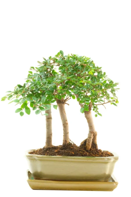 Triple Chinese Elm Forest Bonsai | Elegant Indoor Bonsai Forest