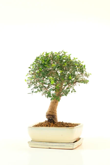 The strong, well-tapered trunk leads up to a wonderful canopy consisting of twiggy branches and rich, serrated leaves