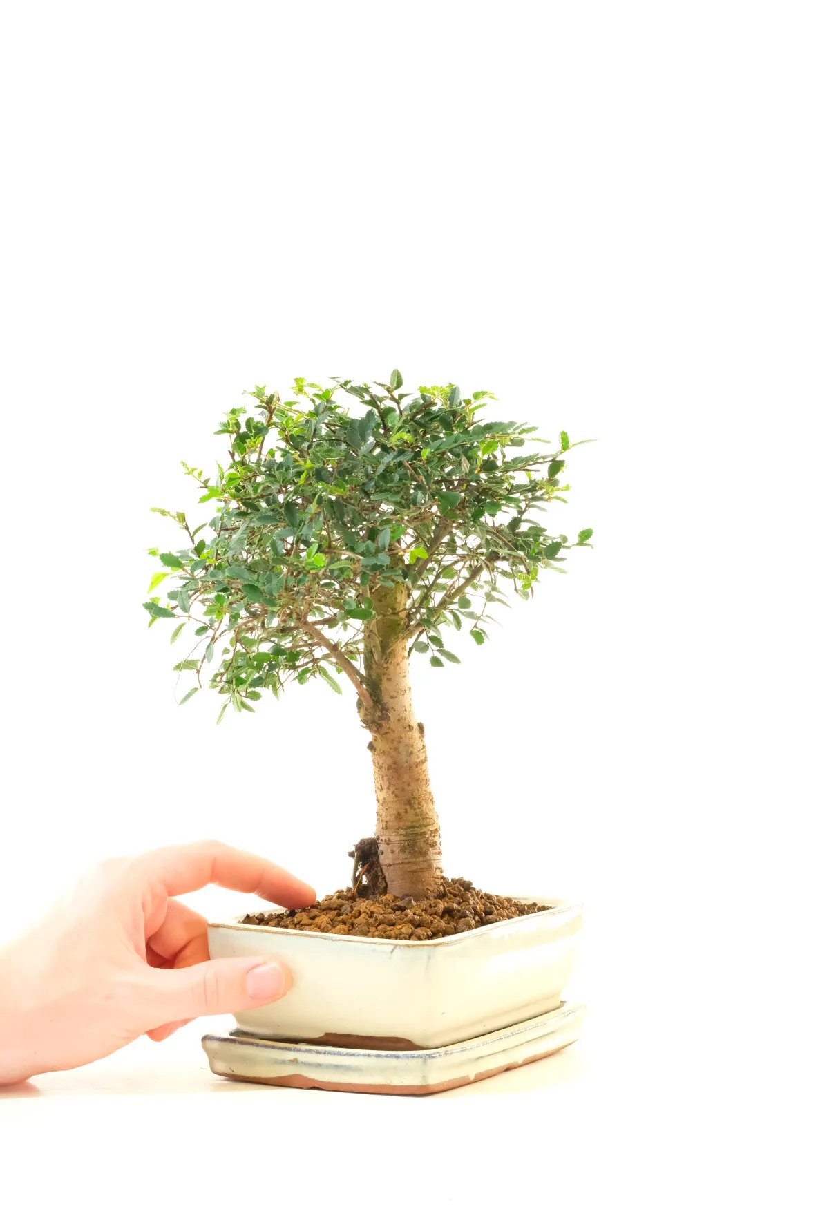 Comes potted in a cream ceramic pot with matching drip tray.