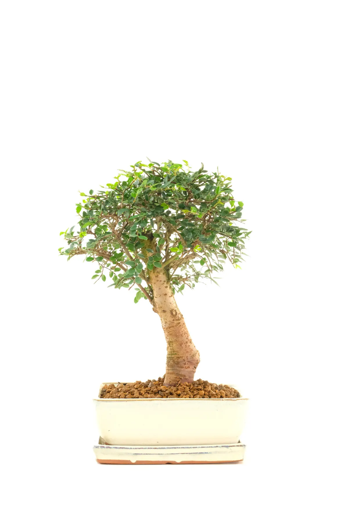 Powerful Chinese Elm Indoor Bonsai - Wonderful Styling
