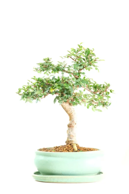 Superb S-Shaped Chinese Elm Bonsai with Fantastic Foliage | Literati Style