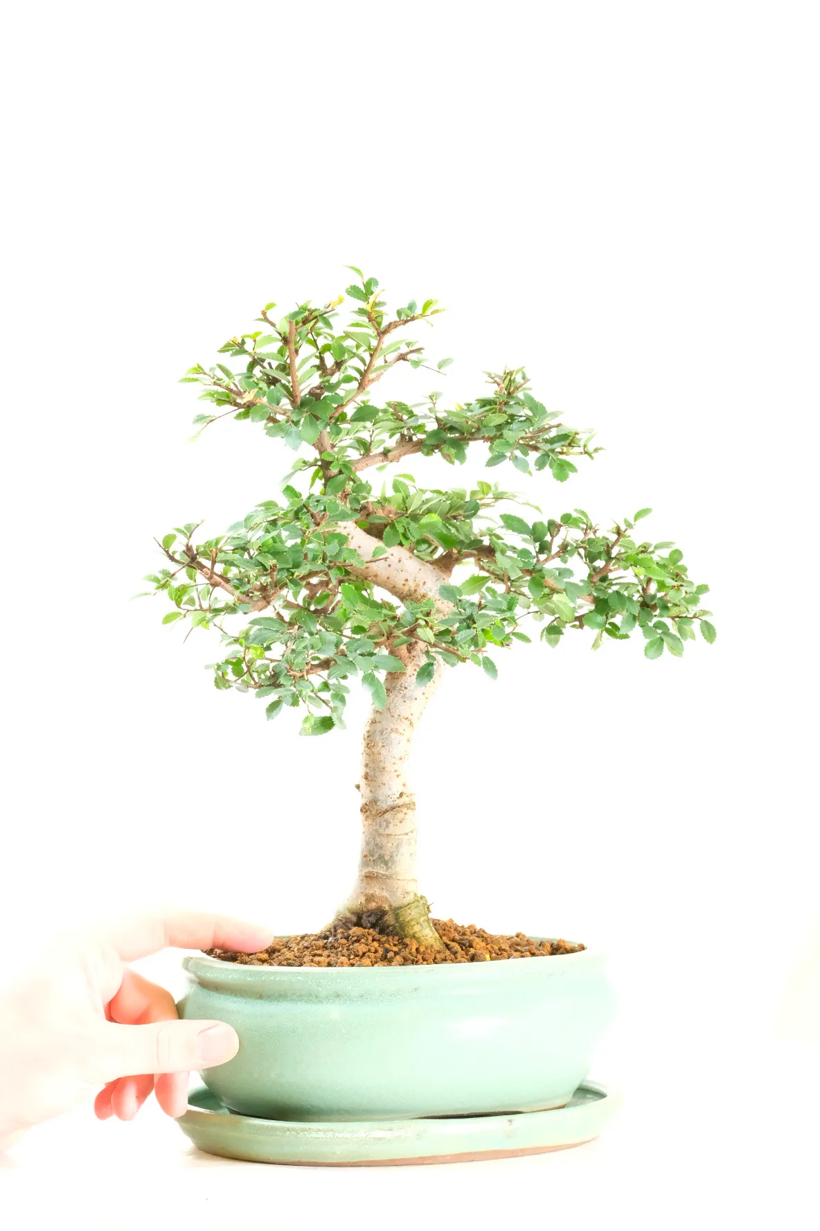 Comes potted in a Jade green oval ceramic pot with matching drip tray