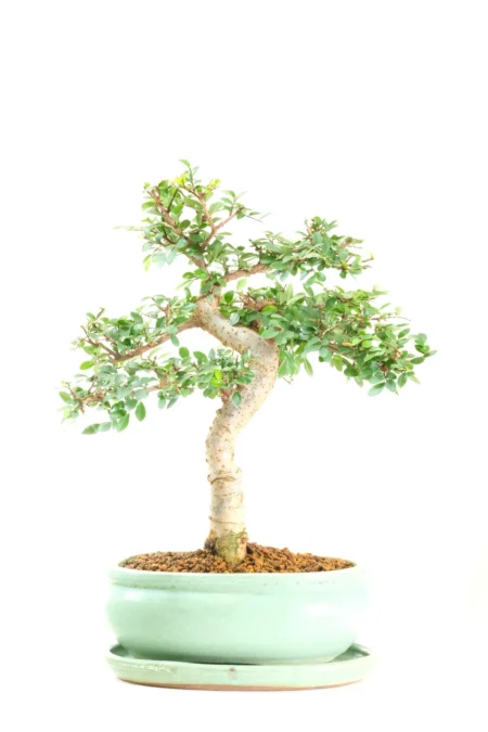 Strong, powerful literati-style trunk shaping with excellent branch placement