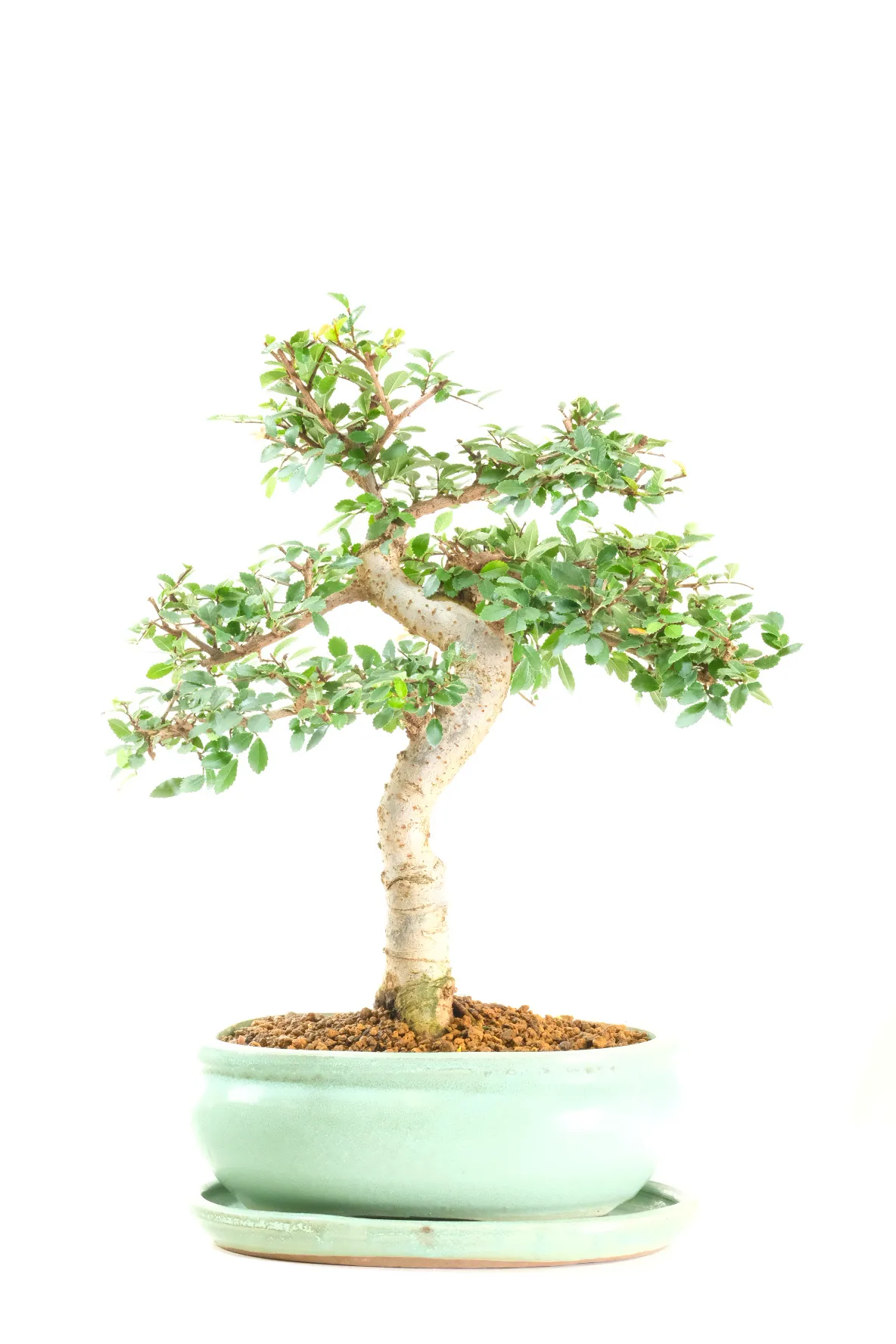 Strong, powerful literati-style trunk shaping with excellent branch placement