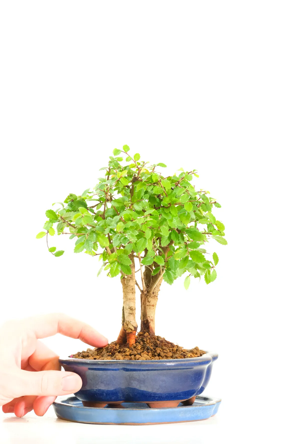 Comes potted in a deep blue ceramic pot with a lighter-toned drip tray. FREE next working day delivery is available across the UK, or you can choose your delivery date at the checkout!