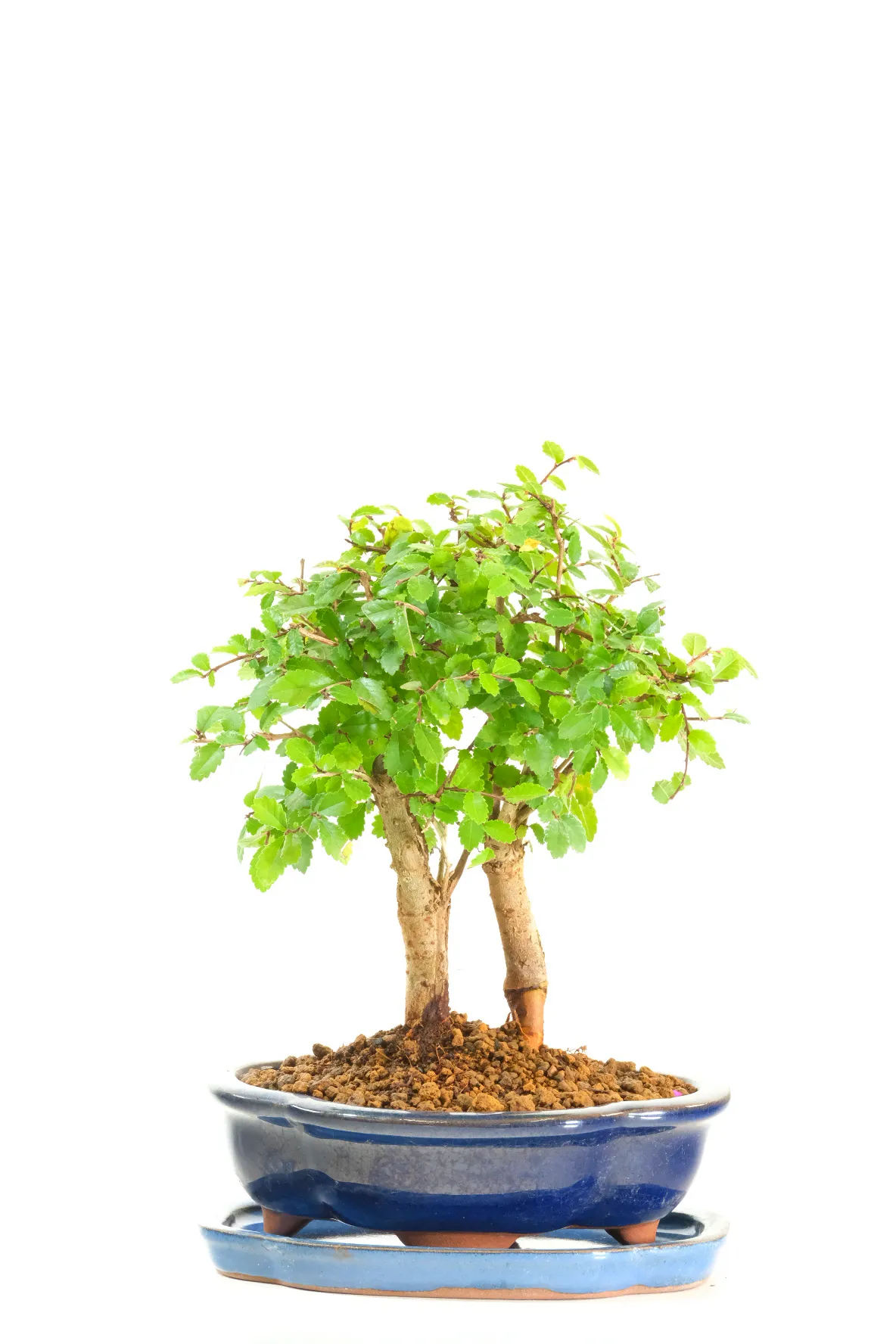 Two Chinese Elm bonsai, grown together in perfect harmony