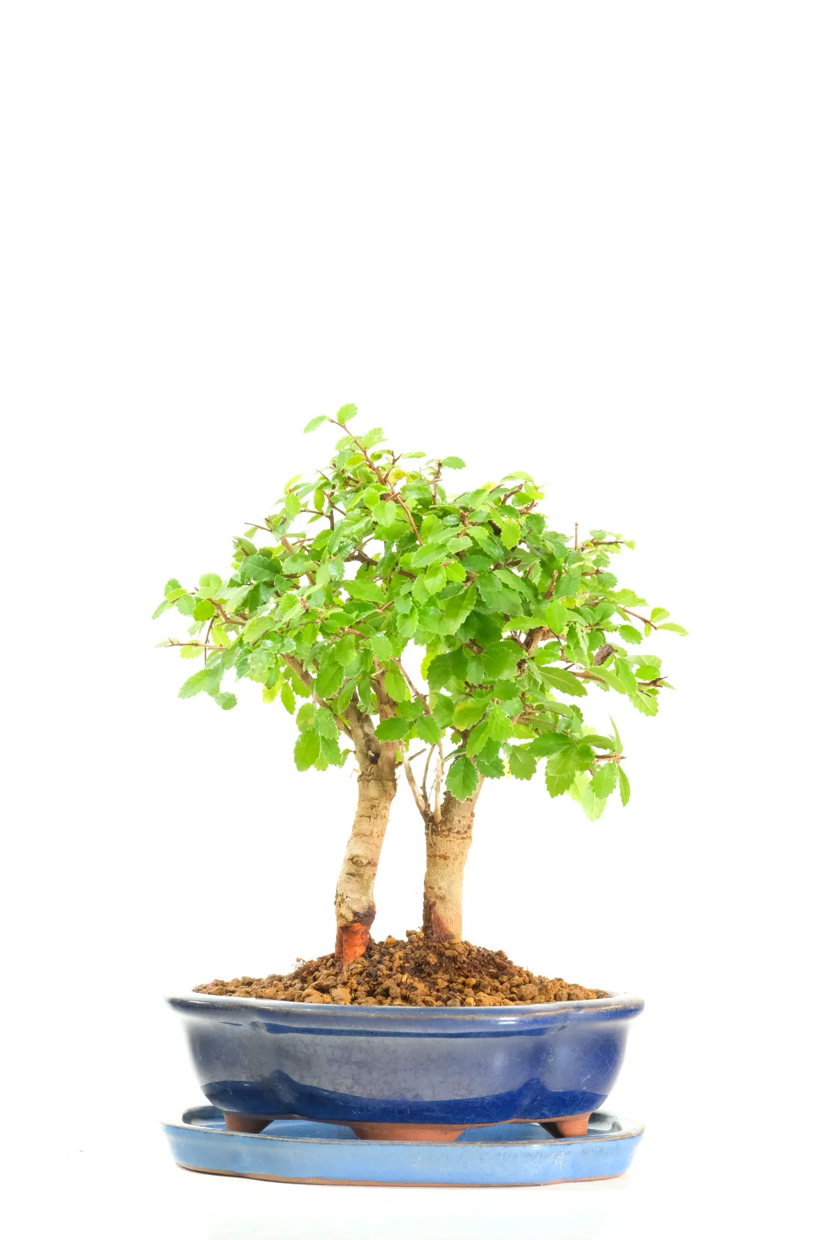 Twin Dwarf Mini Chinese Elm Bonsai Tree with Rich Leaves