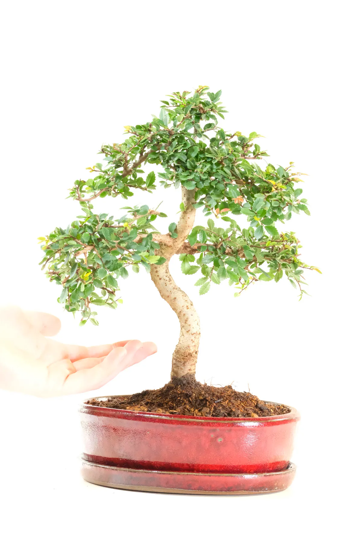 Comes potted in a deep red ceramic pot with matching drip tray - Delivery is FREE across the UK and you can select your delivery date!