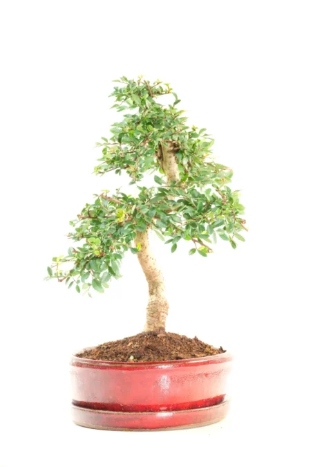 Impressive trunk stature with well-placed branches