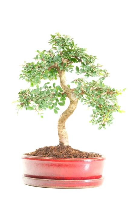 Outstanding Indoor Chinese Elm Bonsai with Commanding Presence and Neat Foliage