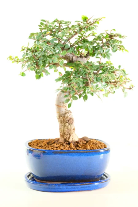 Powerful miniature elm bonsai for beginners