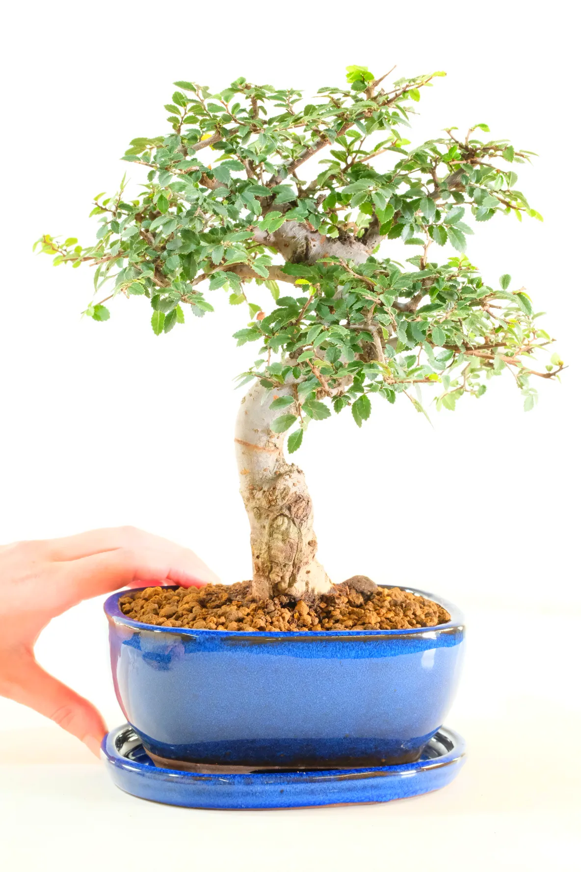 Cork bark Chinese elm bonsai for sale
