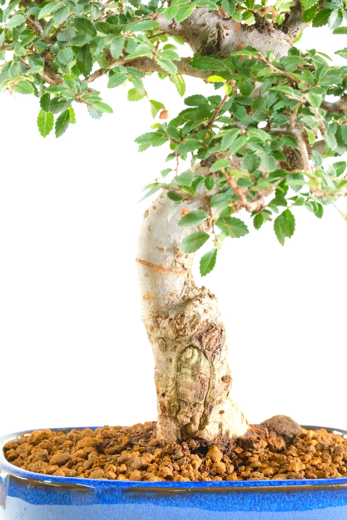 The Ideal Beginner Indoor Bonsai Tree