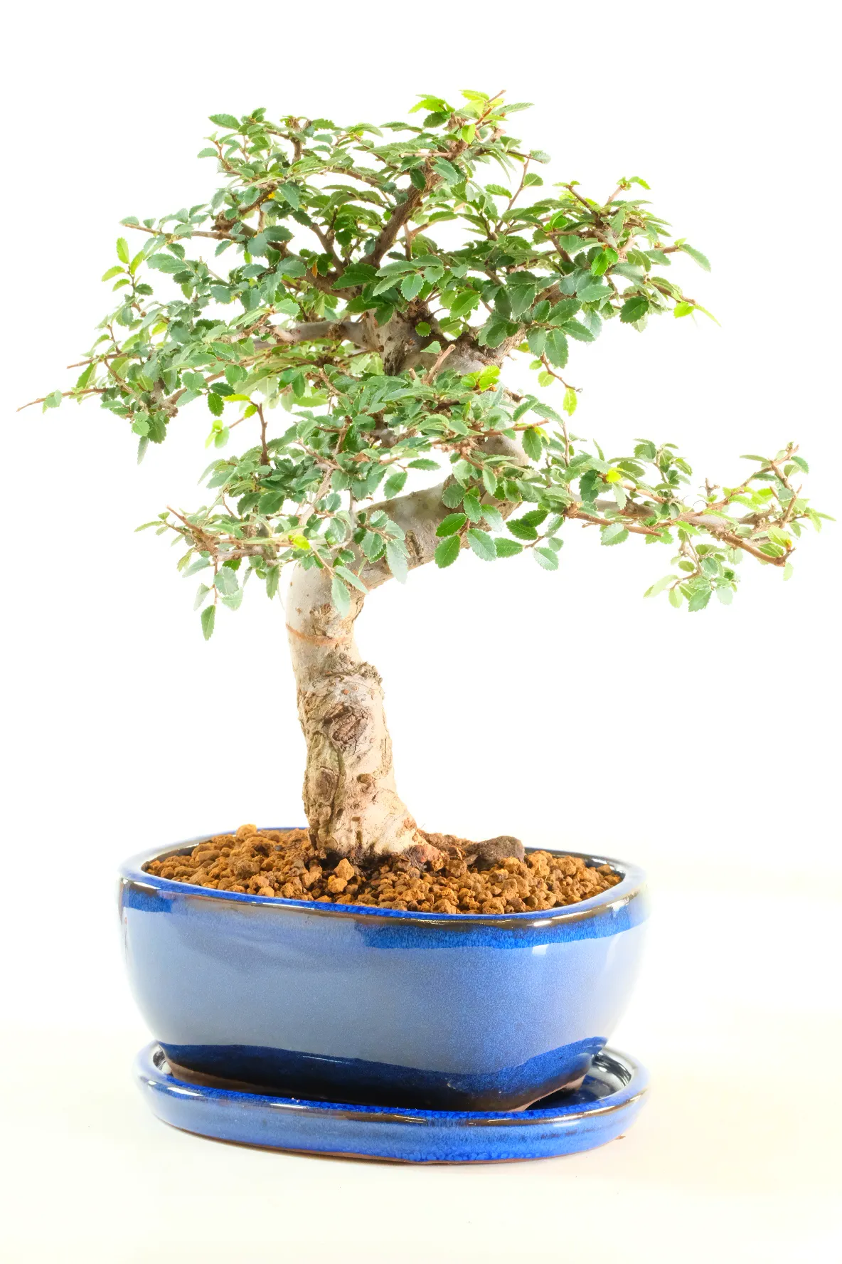 Unique Mature Dwarf Chinese Elm Bonsai Tree – 15-Year Premium Royal Blue Edition
