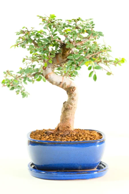Unique Mature Chinese Elm Bonsai Tree β 15-Year Premium Royal Blue Pot & Tray