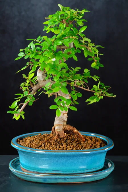 A charming miniature Dwarf Chinese Elm bonsai