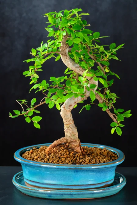 Dwarf Chinese Elm Bonsai for Beginners