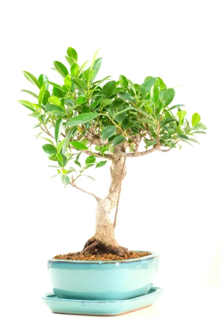 Wonderfully styled foliage canopy filled with lush, deep green leaves