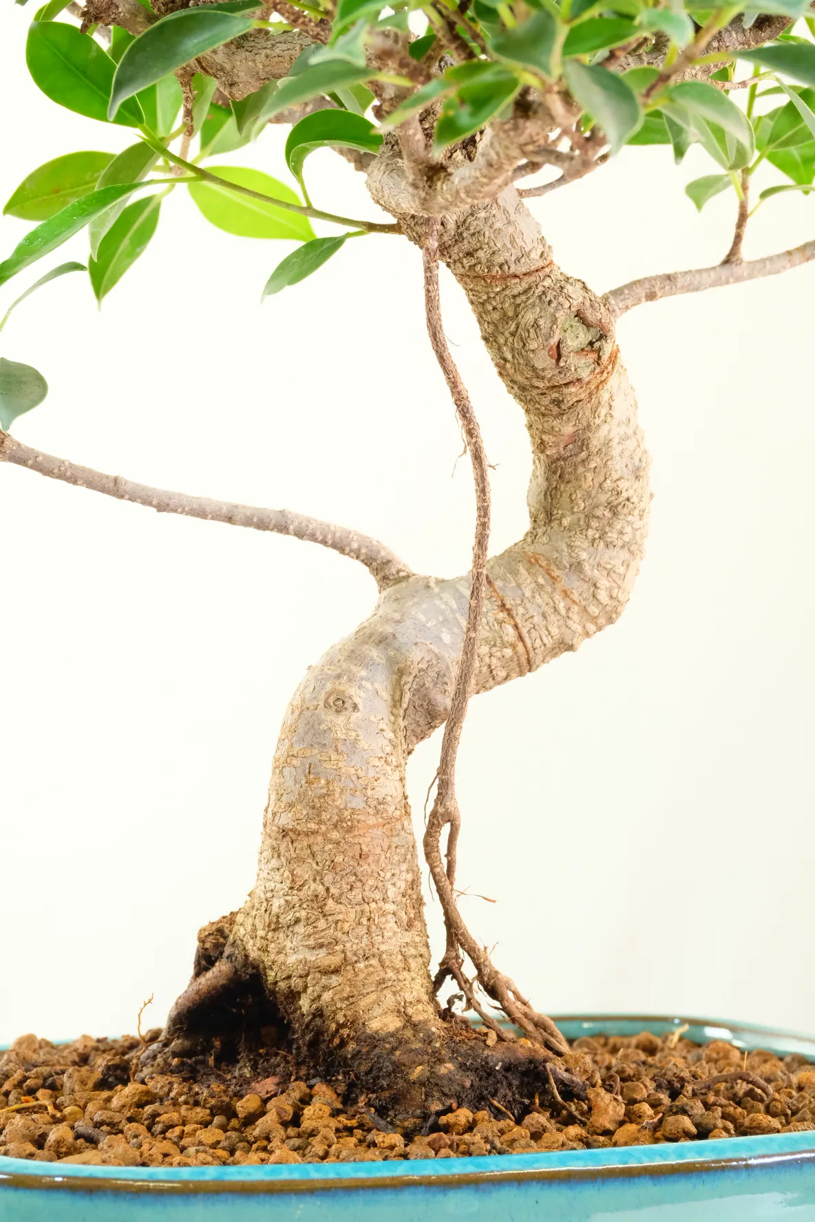 Incredible trunk stature with aerial roots and silver striations along the bark