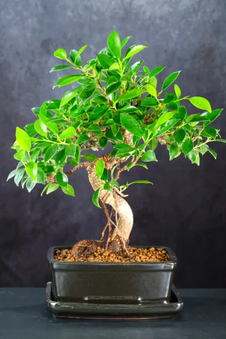 Gorgeous 12-Year-Old Bonsai Ficus retusa